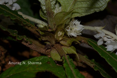 Neurocalyx calycinus